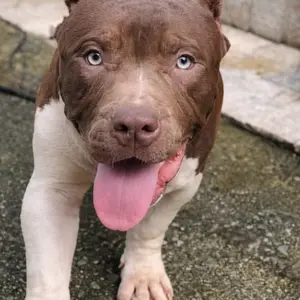 PUAINTA Roll-On Dog Paw Balm, Lick Safe & Easy Apply for Dry Cracked Paws and Nose, with Natural Coconut Oil, All Season Protection for Dogs & Cats, 2oz