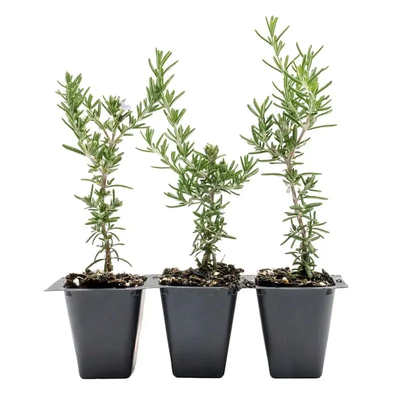 Creeping Rosemary (Rosmarinus Officinalis 'Prostratus') in 2.5" Nursery Cubes