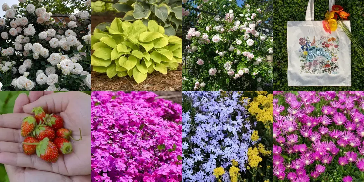 background preload poster image 