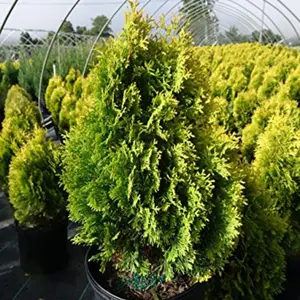 Amber Gold Arborvitae