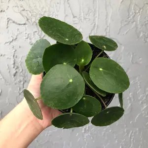 Pilea Peperomioides - Friendship Plant - Chinese money plant - 4” pot