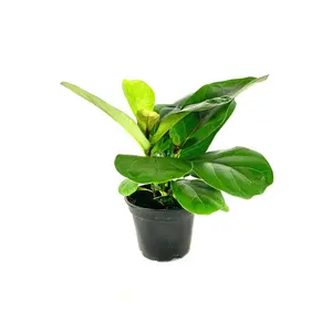 Fiddle Leaf Fig - Live Plant in a 4 Inch Pot - Ficus Lyrata - Beautiful Easy to Grow Air Purifying Indoor Plant
