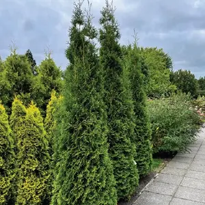 Private Jet™ Arborvitae