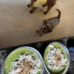 Dog is Human Daily Multivitamin for Dogs (Chicken Flavor) Human-grade, Vet-formulated, Made in Vermont