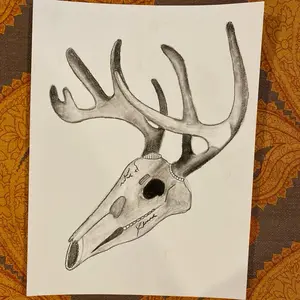 Deer antlers and skull 9 x 12, charcoal