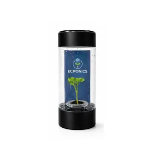 Amydrium Medium Variegated - Starter Plant in ECPonics Capsule (Easy Transition, Low Stress)