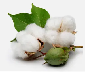 WHITE COTTON Gossypium ORGANIC plant SEED PACK 10 seeds
