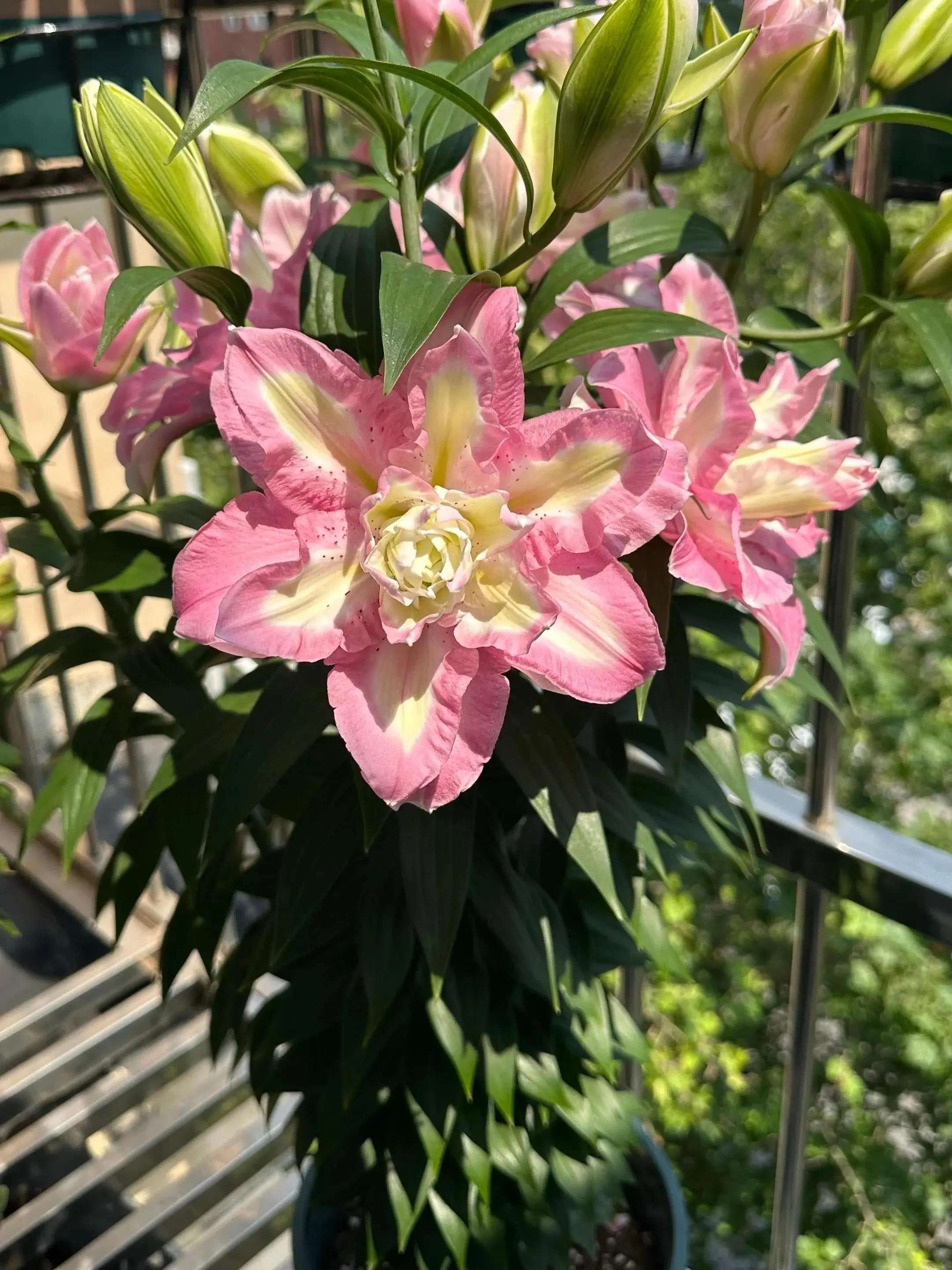 Lucky Angel Double Oriental Lily Bulb, Fragrant Perennial Flower Bulbs for Garden & Pot Planting