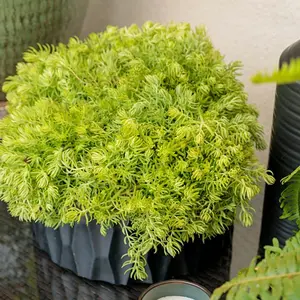 Lemon Coral® Sedum