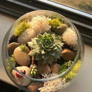 Plant kit, Cactus Terrarium Kit, DIY Glass Terrarium, Terrarium Kit Gift, Virtual Plant Party kit