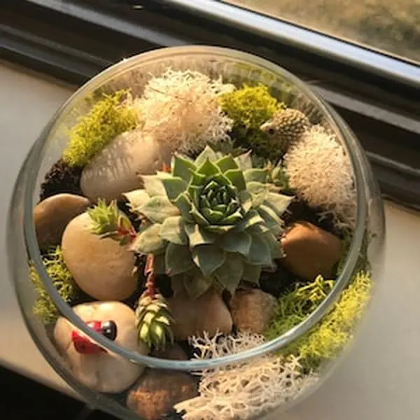 Plant kit, Cactus Terrarium Kit, DIY Glass Terrarium, Terrarium Kit Gift, Virtual Plant Party kit