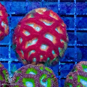 ACI Charizard Dipsastrea