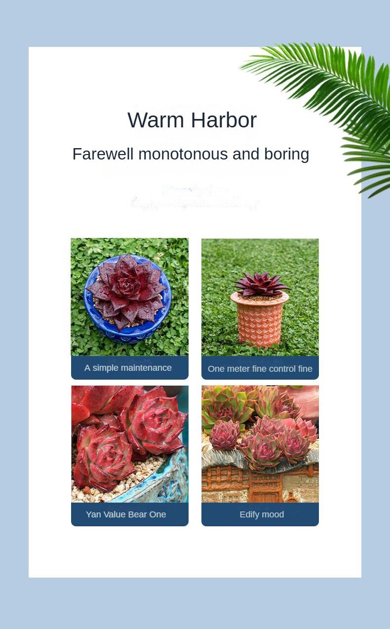 9” Rare Indoor Aeonium new varieties Succulent live Plants Collection For  gift