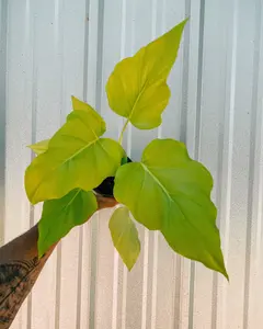4" Philodendron 'Warscewiczii Aurea'
