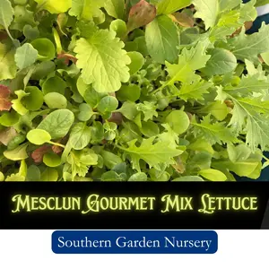 Mesclun Gourmet Mix Lettuce Seeds - Non-GMO Heirloom Salad Seeds for Home-Grown Salads