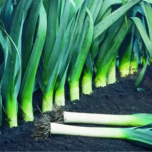 American Leek Seeds Organic (Allium ampeloprasum var. porrum) – Mild onion flavor – Perfect for soups, stews, and savory dishes.