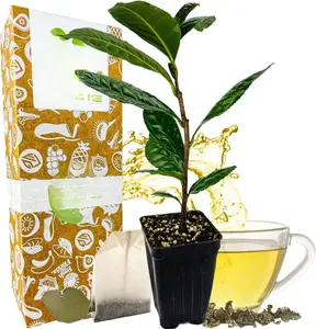 Tea Plant (Green Tea) Live Plant - Camellia sinensis, Mature Size: 6-8ft, Baby Plant in 3-inch-deep Pot