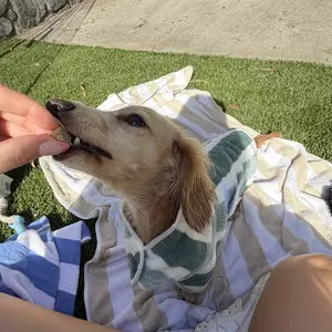 Quick-Drying Dog Bathrobe, 1-Piece Striped Pet Dressing Gown with Adjustable Belly Band, Super-Absorbent Super-Soft Fabric