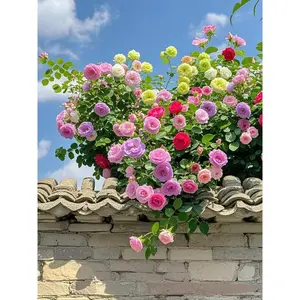 200pcs Mixed Color Climbing Rose Seeds | Ornamental Vine Flowers for Garden Décor | Long-Lasting Perennial Blooms