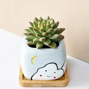 Echeveria 'Oracrium' Live Succulent Plant – Rare Colorful Succulent, Bare Root (No Pot), Easy Care, Beginner Friendly, Indoor Plant, Home & Garden Decor, Plant Lover Gift