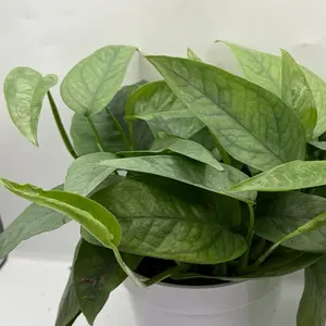 Cebu Blue Pothos (Epipremnum pinnatum 'Cebu Blue') | Rare Beginner Friendly | Growers Choice