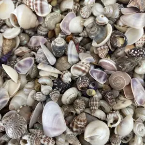 Tiny natural sea shells 500 in this package of assorted shells