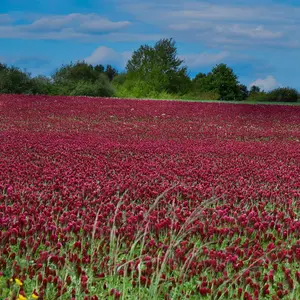 Crimson Clover Seeds 1000 Pcs. Annual, Nitrocoated, & Inoculated Ground Cover Seeds, Ideal Clover Seed for Lawn, Cover Crop, Pasture, Hay, Green Manure & Wildlife Forage