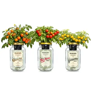 Micro Tomato Mason Jar Garden Kit (3 Pack) – Red Robin, Orange Hat & Gourmandise – Indoor Hydroponic Windowsill Tomato Grow Kit – Complete Jar Garden Starter Set