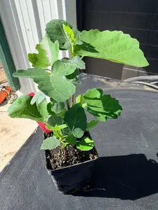 Magnolia Fig