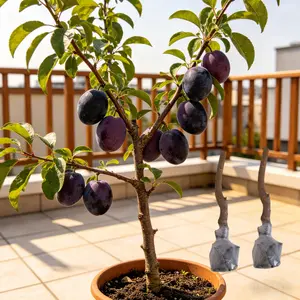 Plum Tree Seedlings Beginner Friendly, Low Maintenance Fruit Tree Saplings for Home Gardening, Suitable for Balcony Patio Backyard Planting, High Survival Rate Non-GMO Plum Saplings