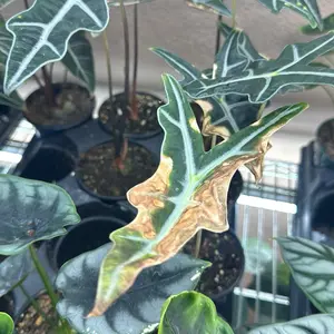 Rehab plants
