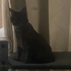 Foldable Cat Window Hammock with 4 Suction Cups & Robust Stainless Steel Frame, Detachable Machine-Washable Fabric, Indoor Cats Cozy Retreat with 360° View, Space-Saving Design