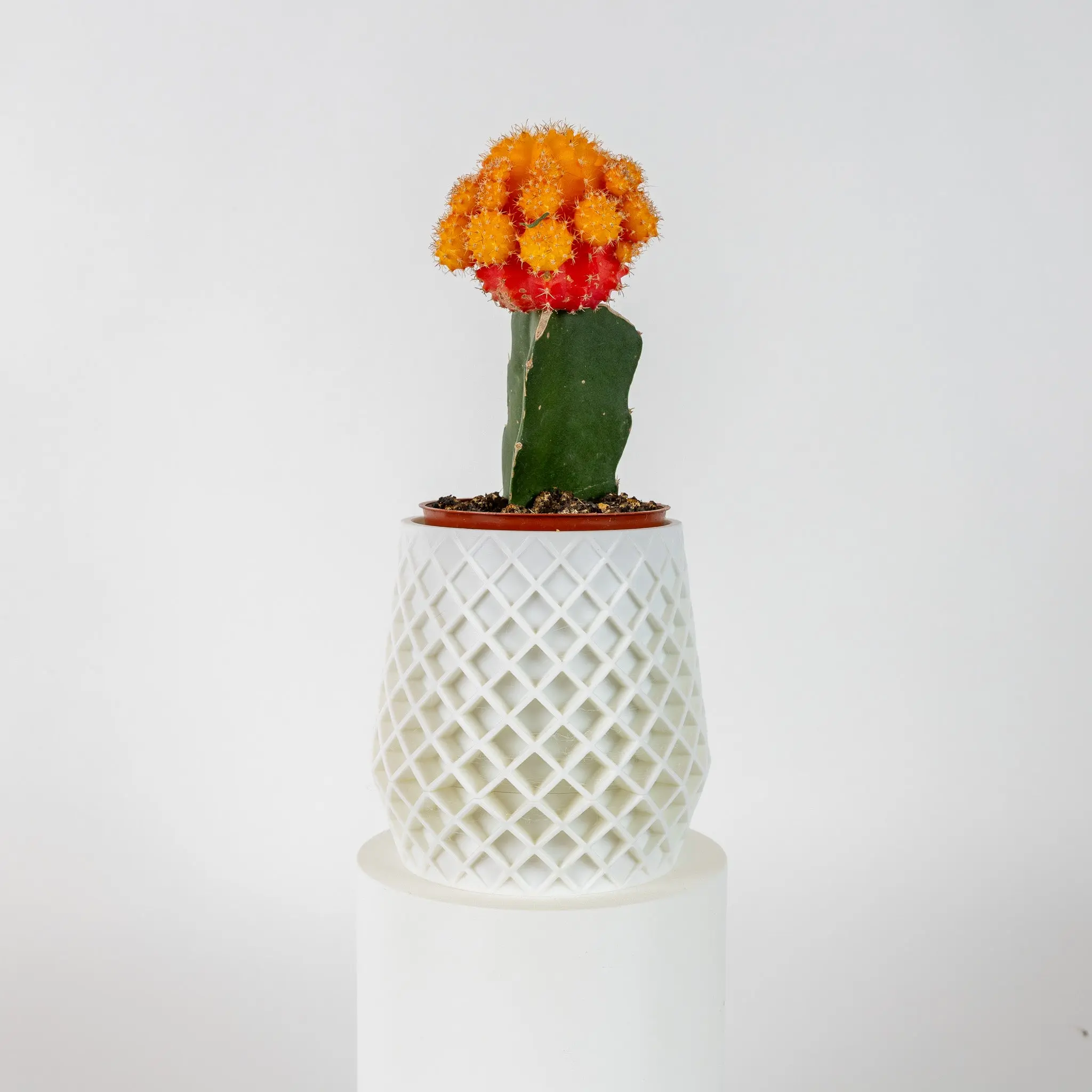 Lattice Planter for Home Garden and Plant Display