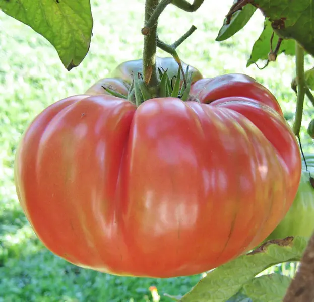 Tomato BRANDYWINE PINK Beefsteak  50 Seeds!