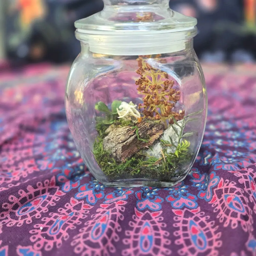 Mouse Skull Mini Terrarium, Decorative Desktop Display for Home