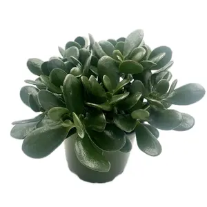 6“- Jade Plant, Crassula Ovata, Lucky Plant, Money Plant, Money Tree – Succulents, Houseplants, Foliage Plants, Low Maintenance