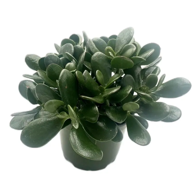 jade plant toxic to cats - TikTok Shop