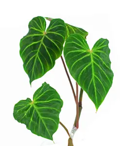 Philodendron verrucosum Angel