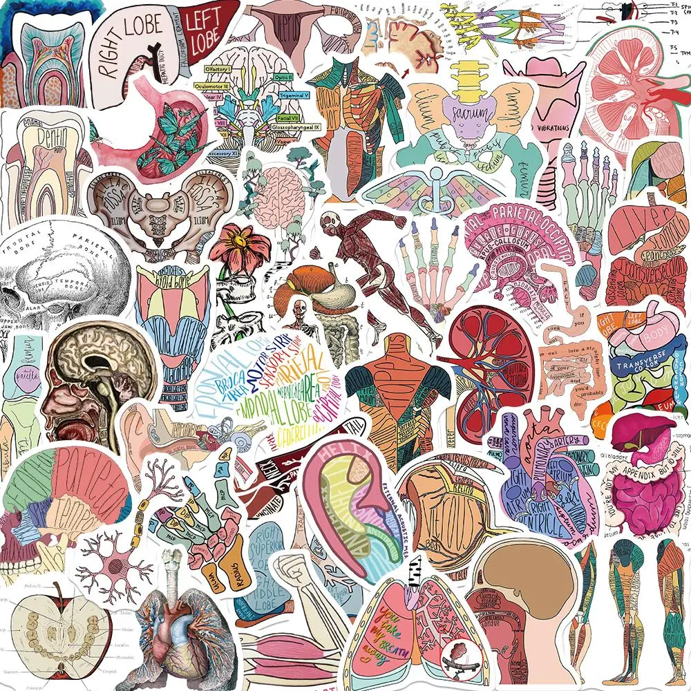 Skeleton Anatomy Pattern Sticker, 50pcs/set Creative DIY Decorative Sticker for Water Bottle, Laptop, Phone Case, Guitar
