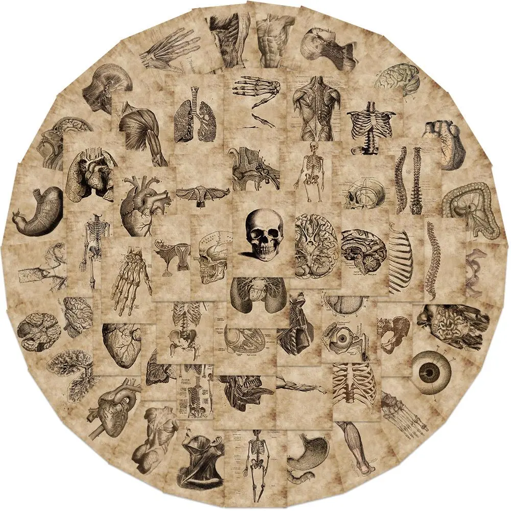 Human Anatomy Themed Anatomical Sticker, 56pcs/set Vintage Medical Illustrations Human Body Structure Pattern Decorative Sticker, DIY Decals for Water Bottle, Laptop, Cellphone, Phone Case, Ornaments, Decoration