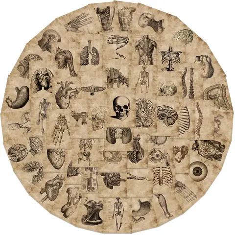 Human Anatomy Themed Anatomical Sticker, 56pcs/set Vintage Medical Illustrations Human Body Structure Pattern Decorative Sticker, DIY Decals for Water Bottle, Laptop, Cellphone, Phone Case, Ornaments, Decoration