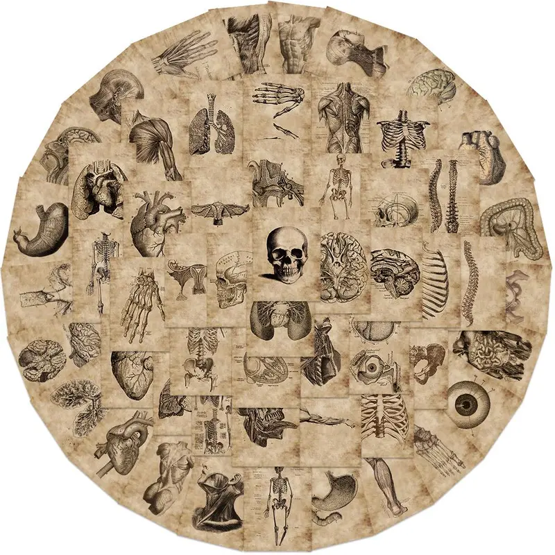 Human Anatomy Themed Anatomical Sticker, 56pcs/set Vintage Medical Illustrations Human Body Structure Pattern Decorative Sticker, DIY Decals for Water Bottle, Laptop, Cellphone, Phone Case, Ornaments, Decoration