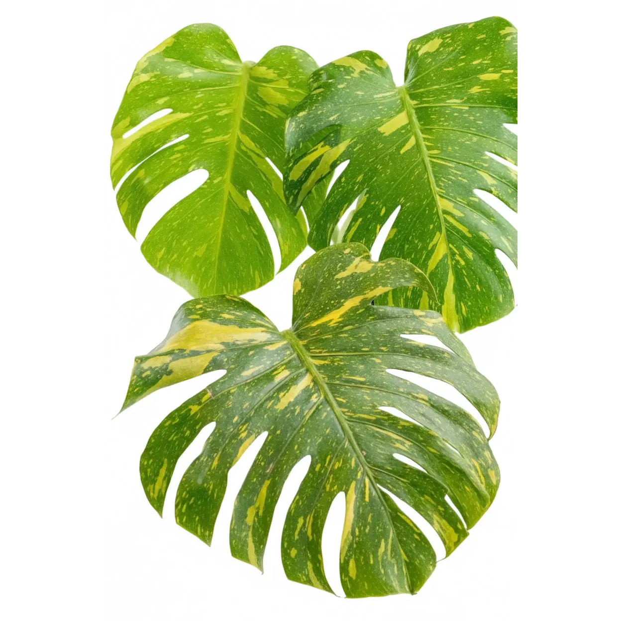 3” Monstera Electrolyte