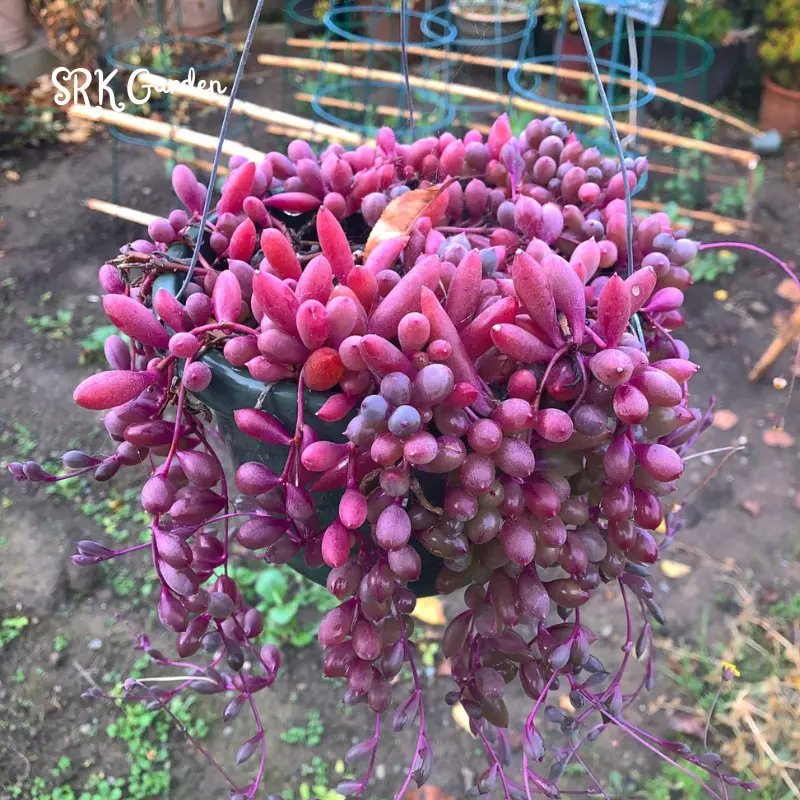 Ruby Necklace, String Of Rubies in 2", 4" pot. Hanging Succulents