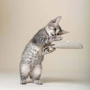 Purrfectplay Organic Catnip Hemp Carrot