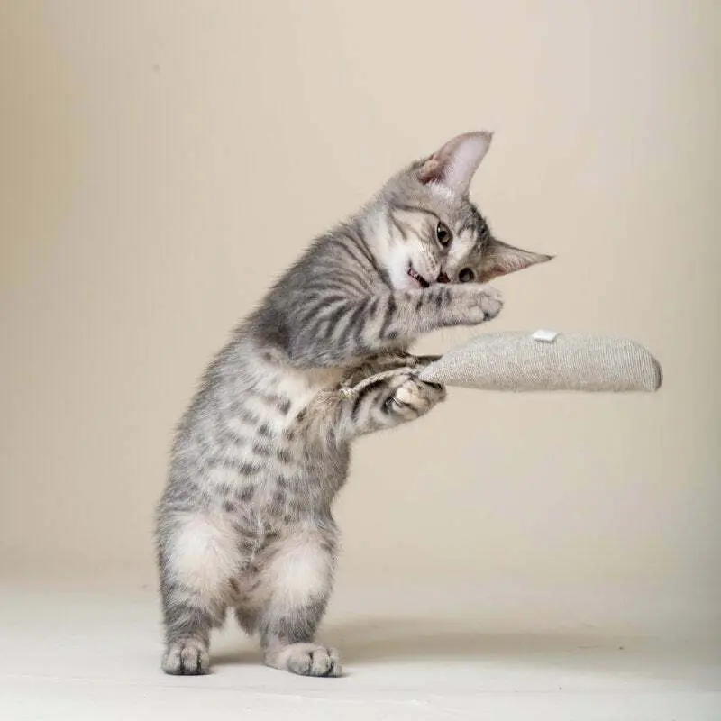 Purrfectplay Organic Catnip Hemp Carrot