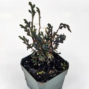 Selaginella erythropus Spikemoss Fern Moss Terrarium Plant Vivarium Biotope Biotype Bio Active Houseplant Jar Terrarium Vampire Crab Isopod