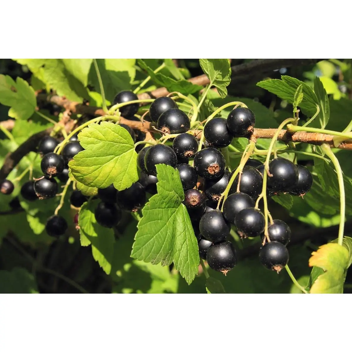 Crandall Black Currant