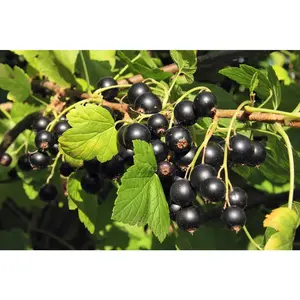 Crandall Black Currant