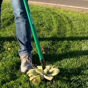 Landzie Weeder - 44 Inch Long Steel Stand Up Manual Weed Remover Tool for Lawn and Garden - Easily Weed Grass Without Bending or Kneeling - 4 Serrated Heavy Duty Claws with Lever for Easy Removal